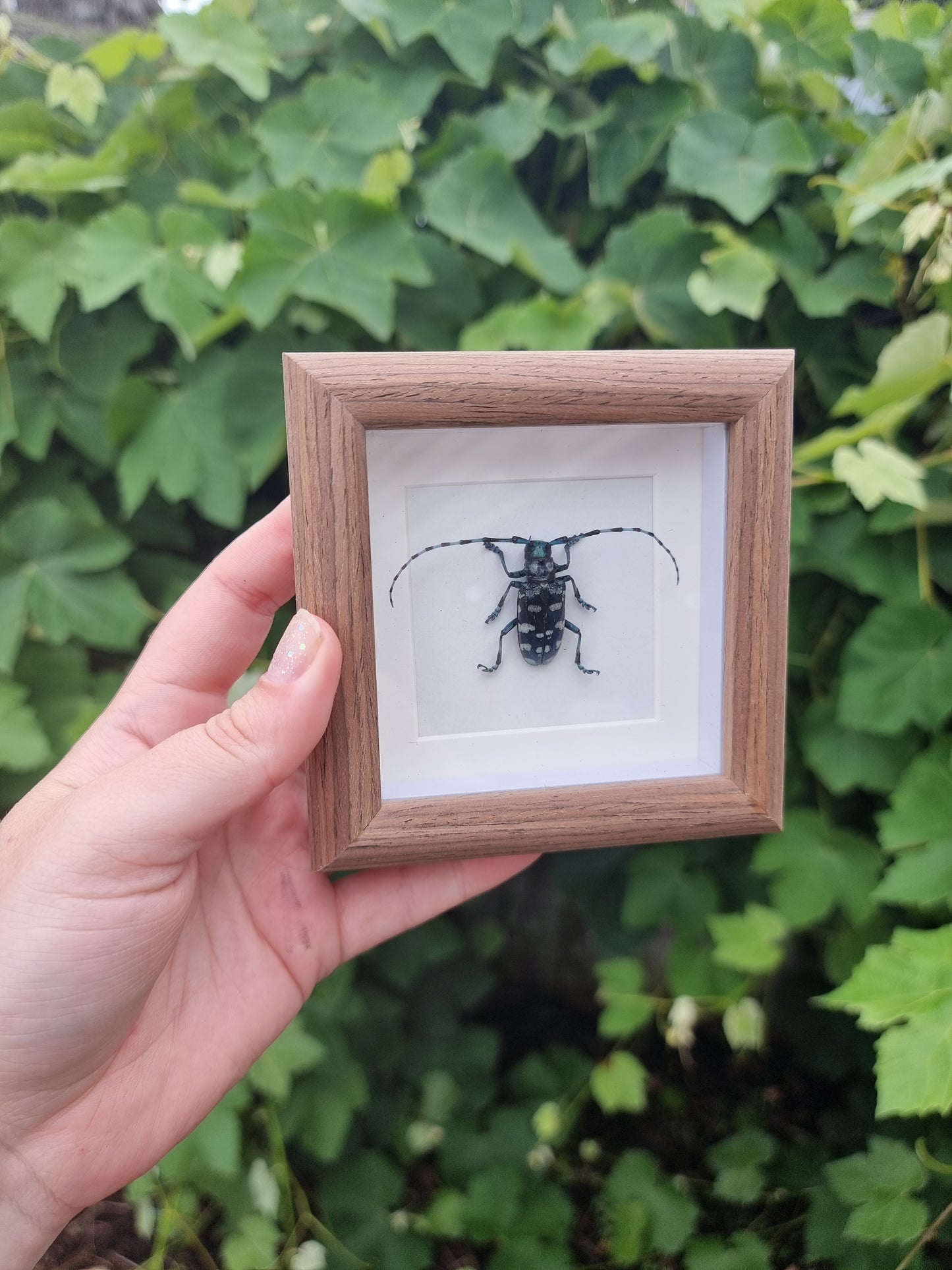 Mini Framed Beetle #66