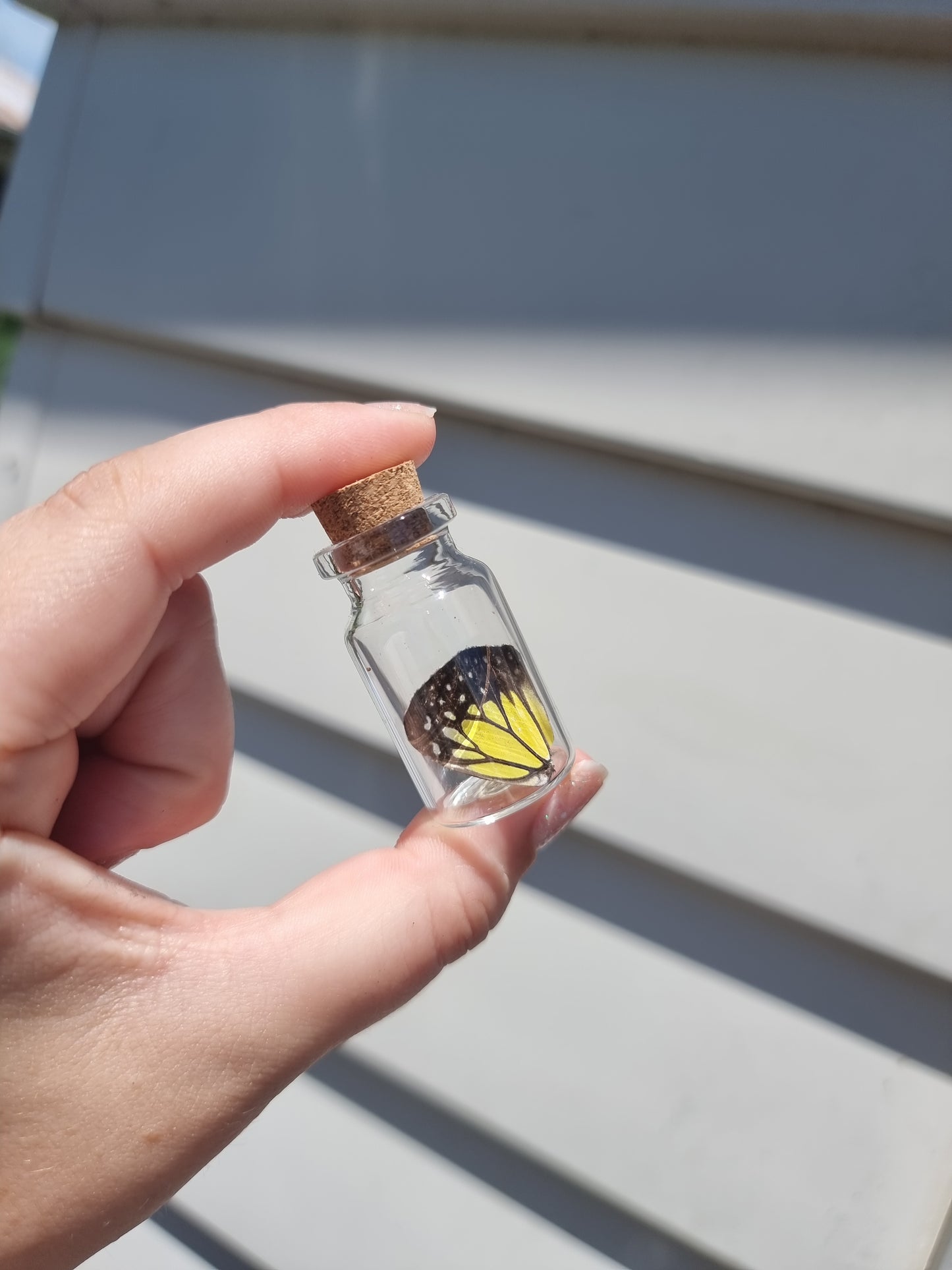 Small Butterfly Wing Jar #5