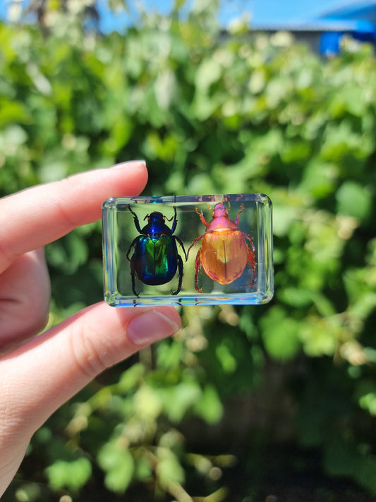 Scarb & Christmas Beetle in Resin