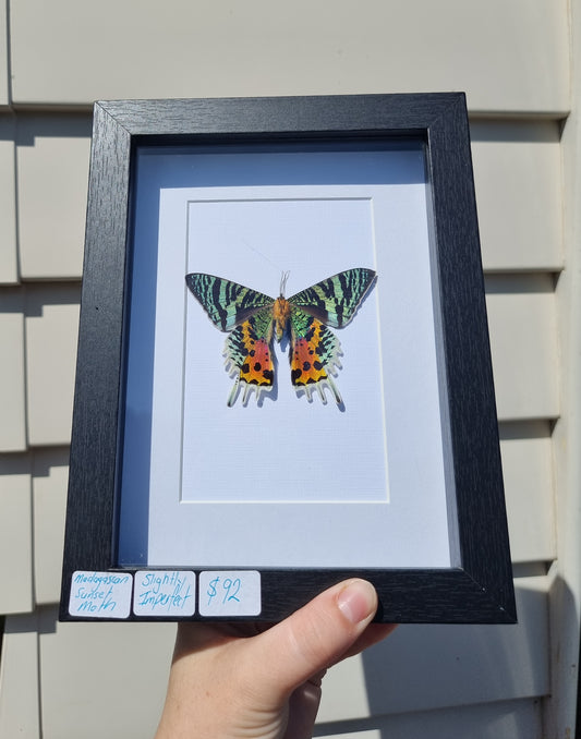 Imperfect framed Madagascan Sunset Moth