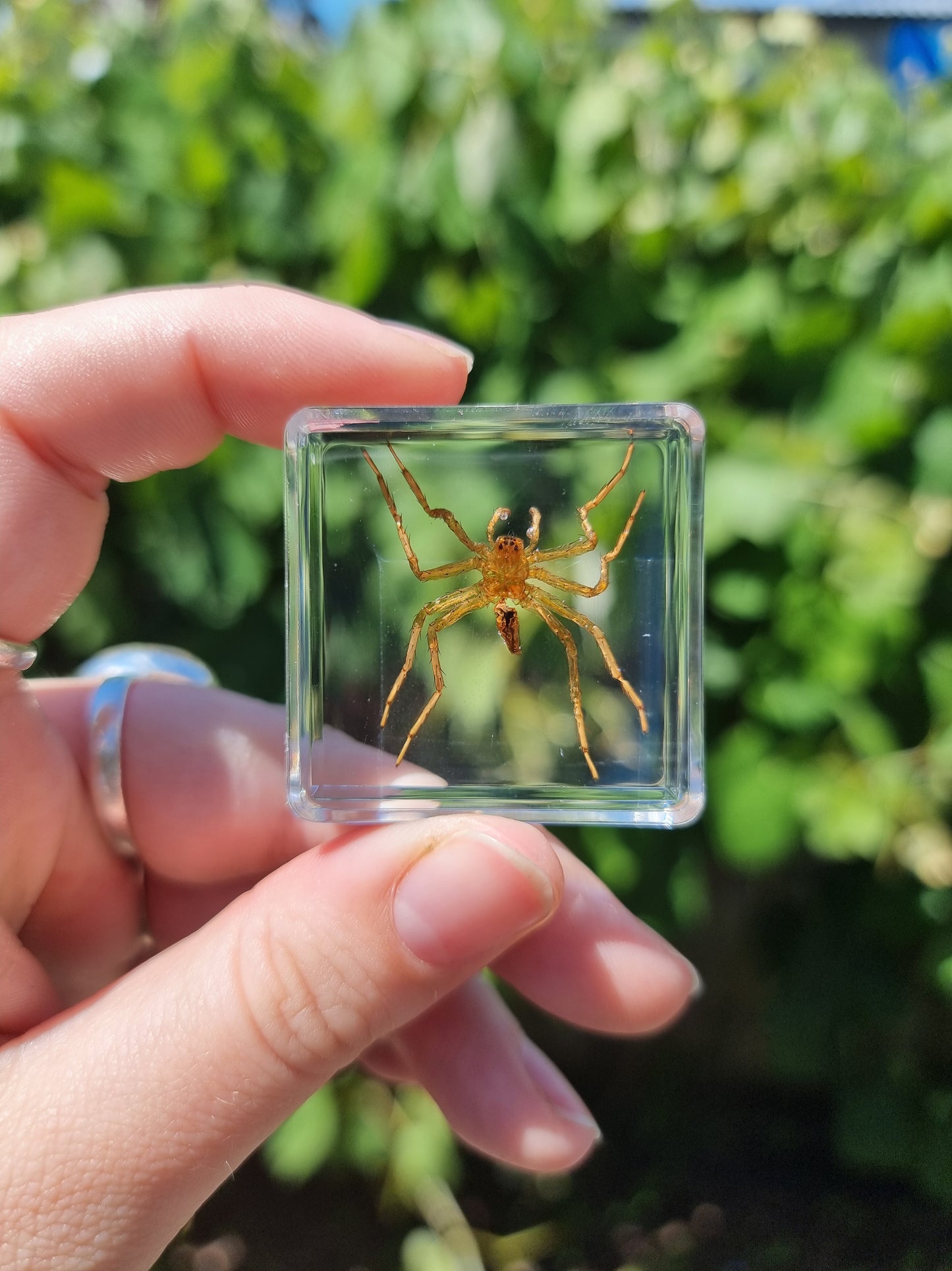Water Spider In Resin