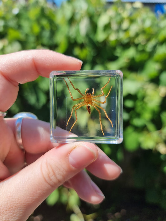 Water Spider In Resin