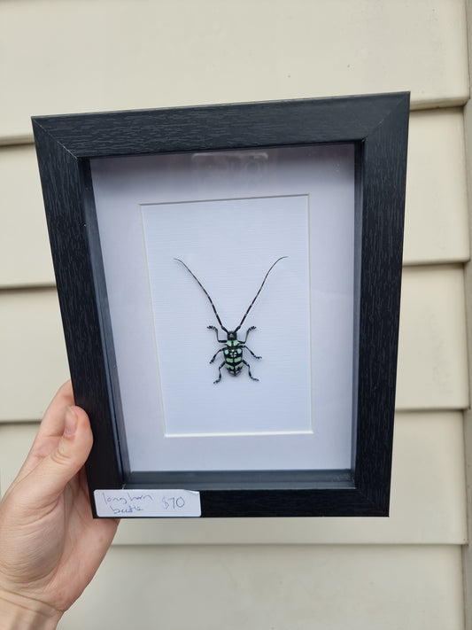 Framed Longhorn Beetle