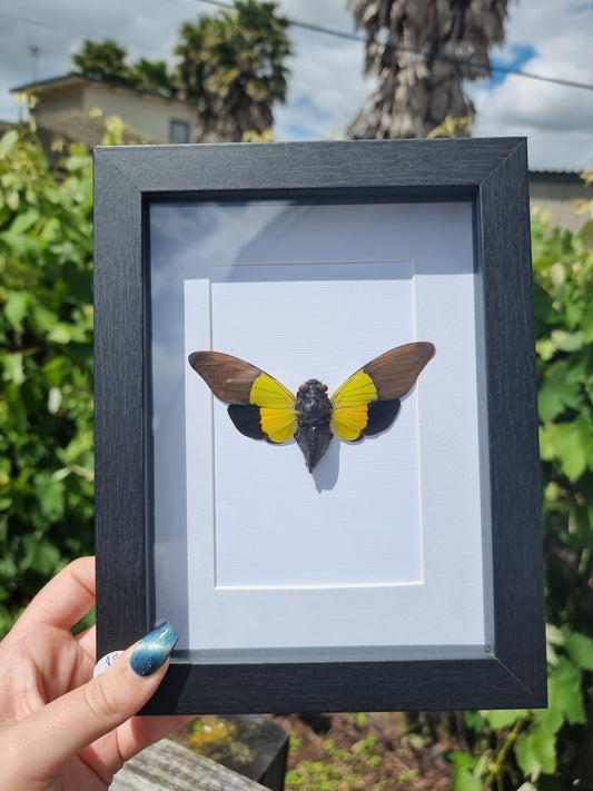 Framed Cicada #3