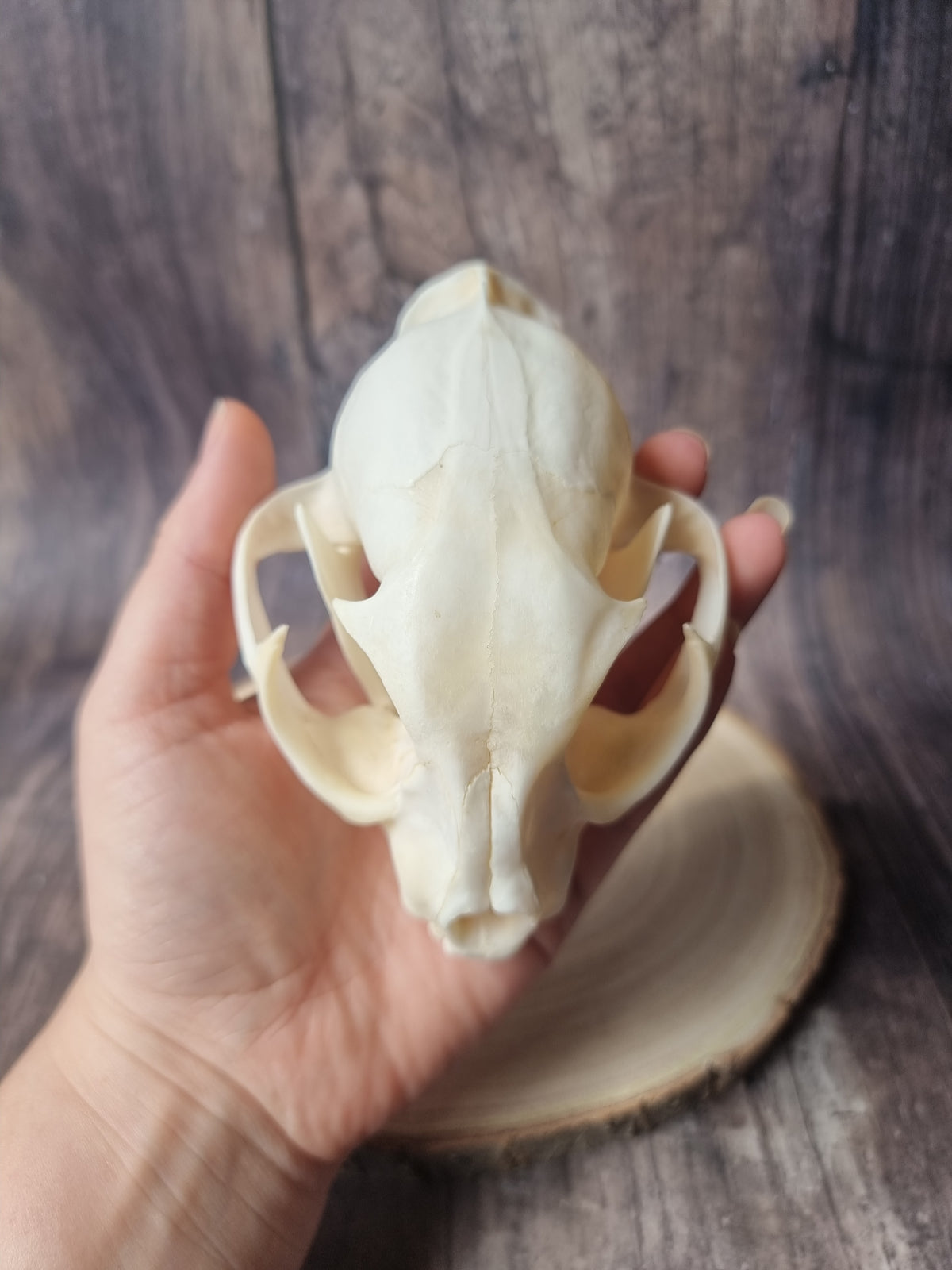 Caracal Skull #2