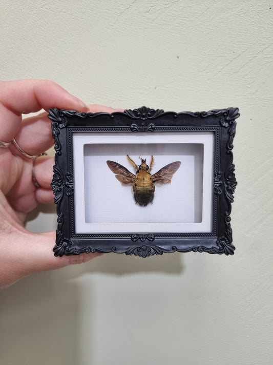 Mini Magnet Framed Golden Carpenter Bee