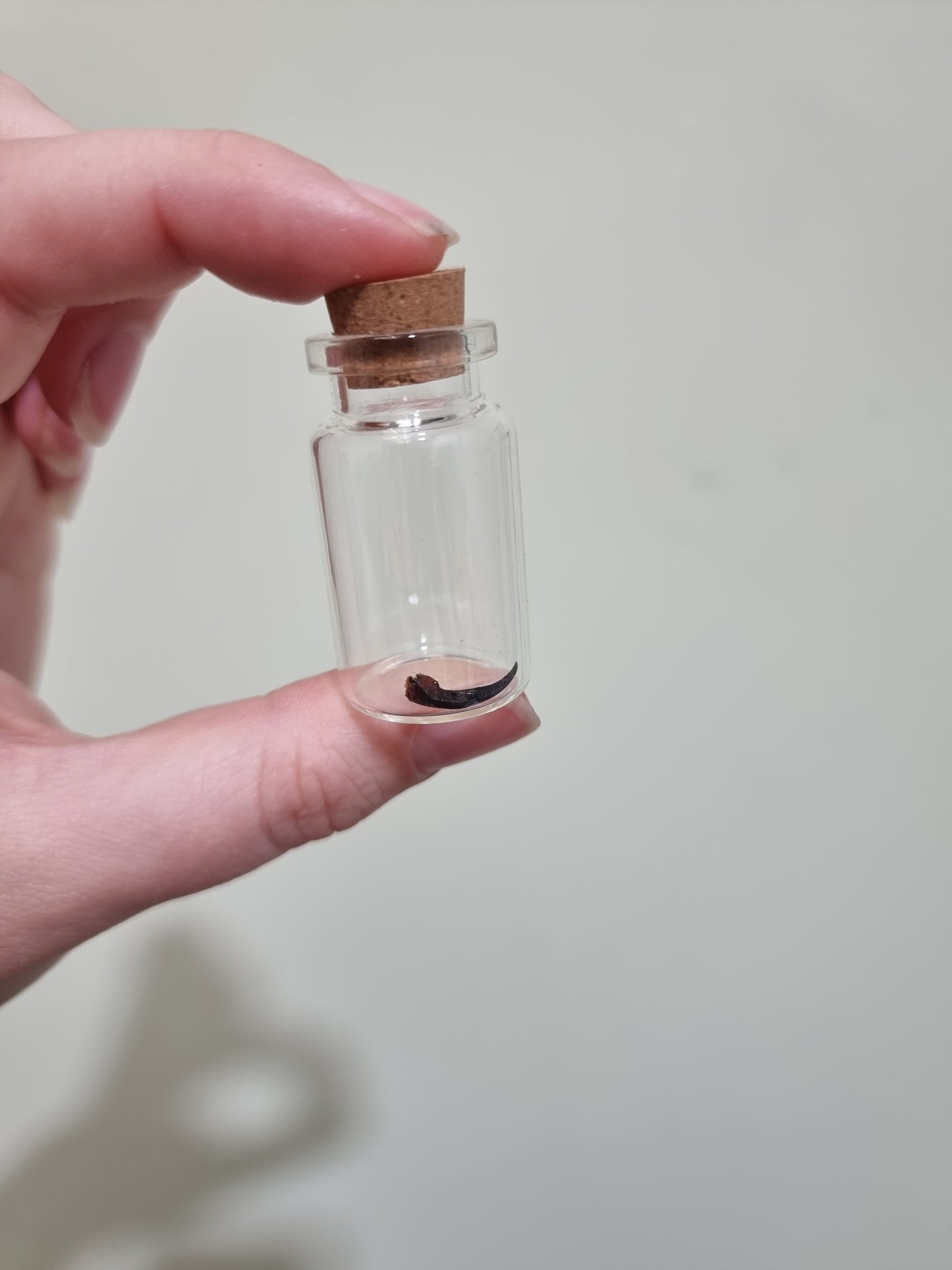 Tarantula Fang Small Jar