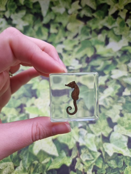 Simulated Seahorse In Resin