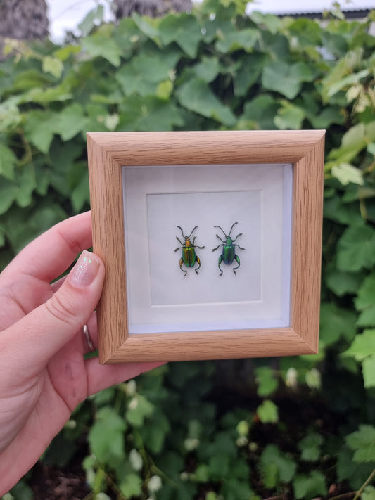 Mini Double Framed Beetles