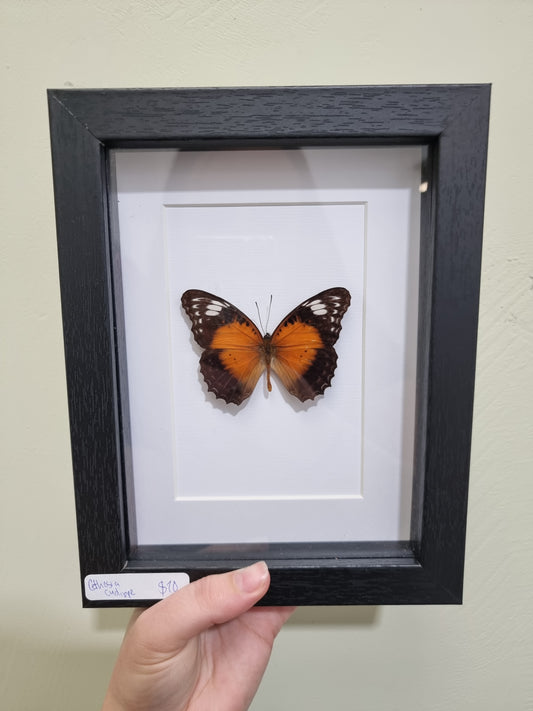 Framed Cethosia cydippe Lace Wing Butterfly