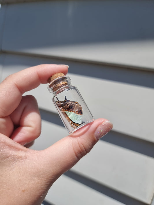 Small Wing butterfly Jar #4