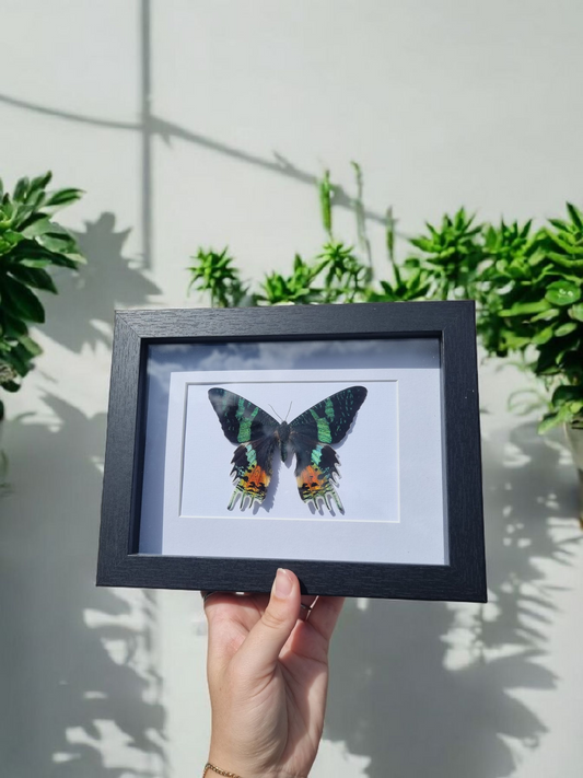 Framed Moth #1