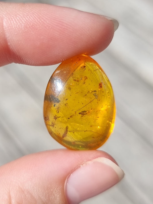 Bug in Amber #5