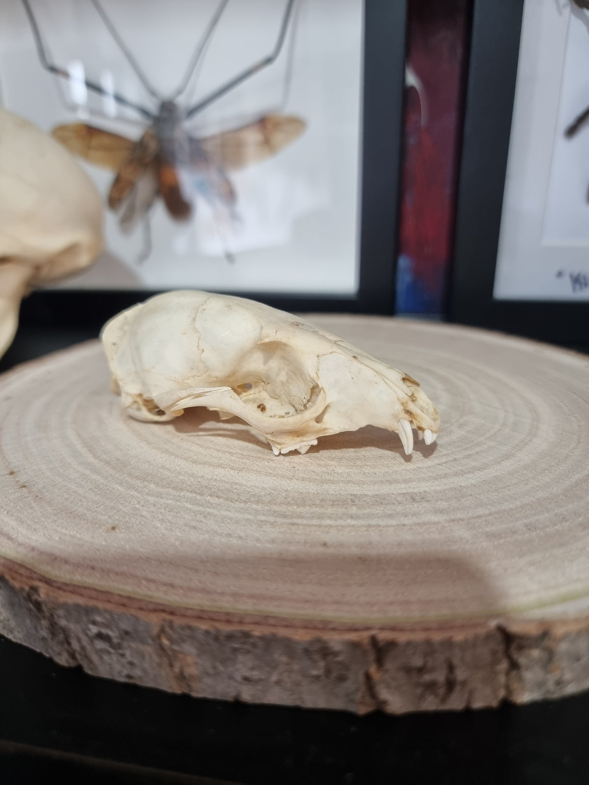 Cape Garnet half skull