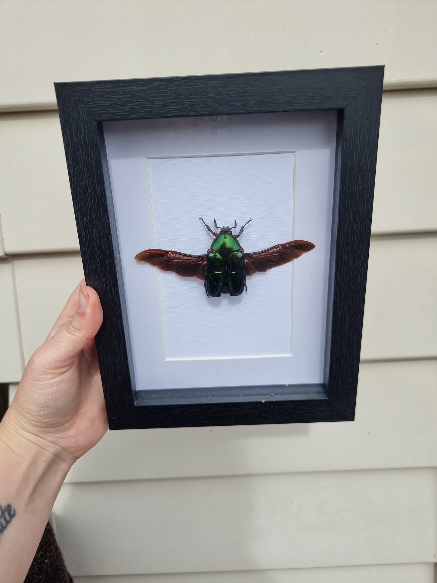Framed Matalic Flower Beetles #2