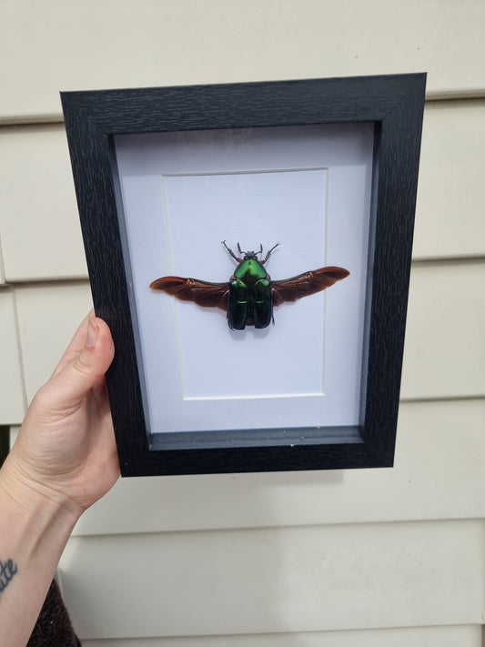 Framed Matalic Flower Beetles #2