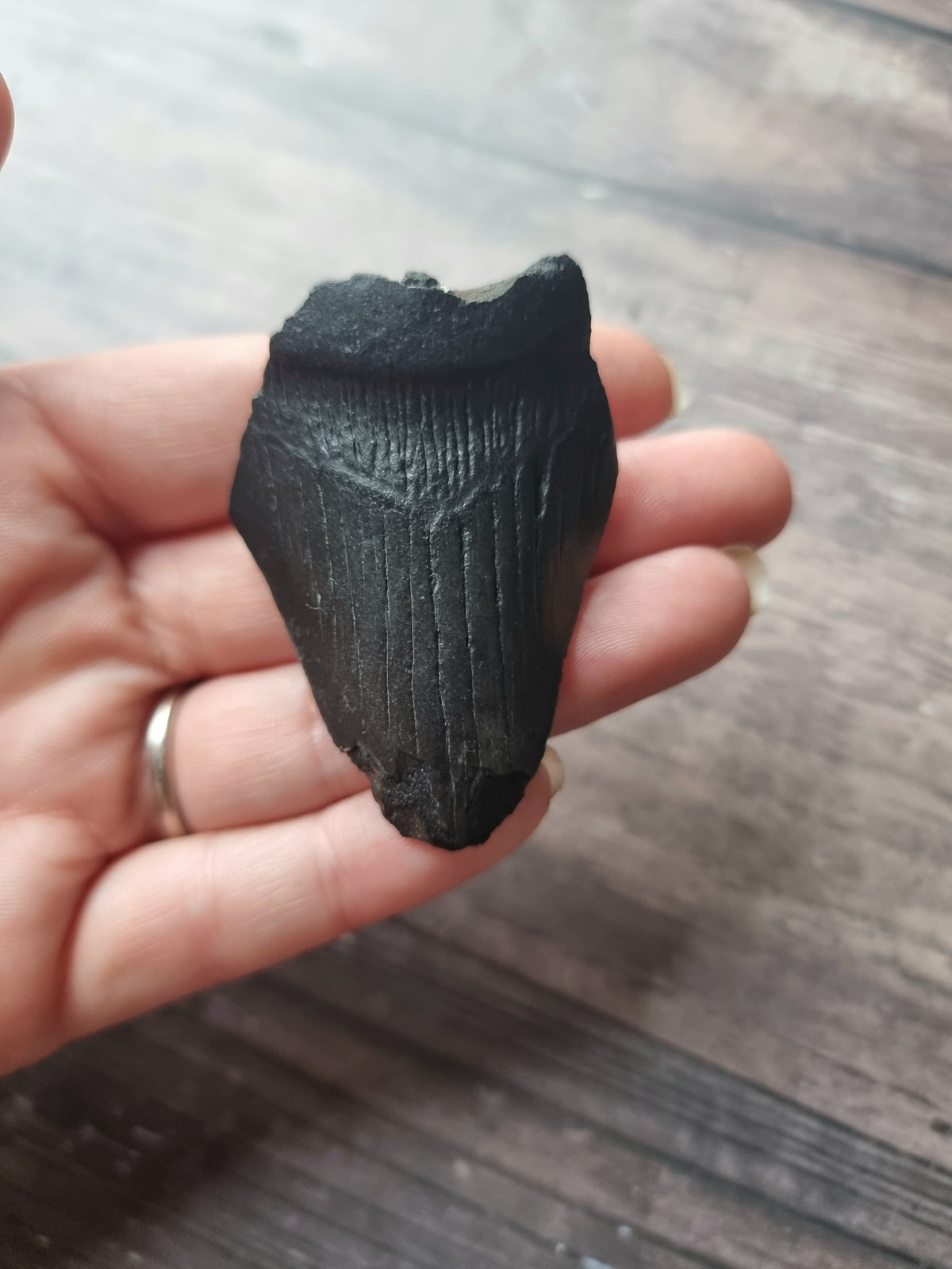 Large Megalodon Tooth Shard #5