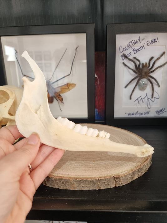 Springbok Jaw