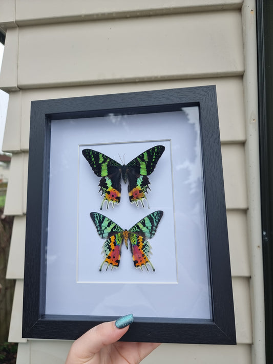 Double Framed Moth #1