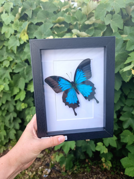 Framed Blue Swallowtail