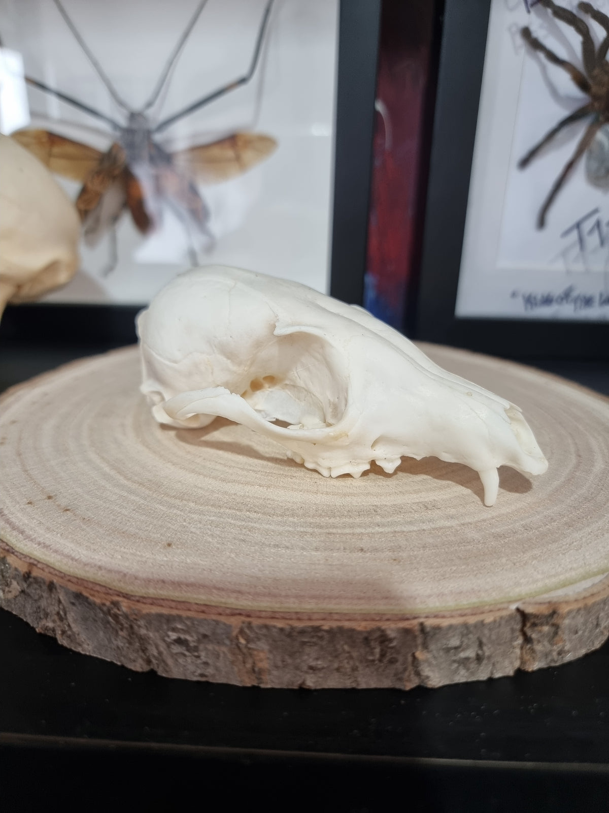 Bat Eared Fox Half Skull #2