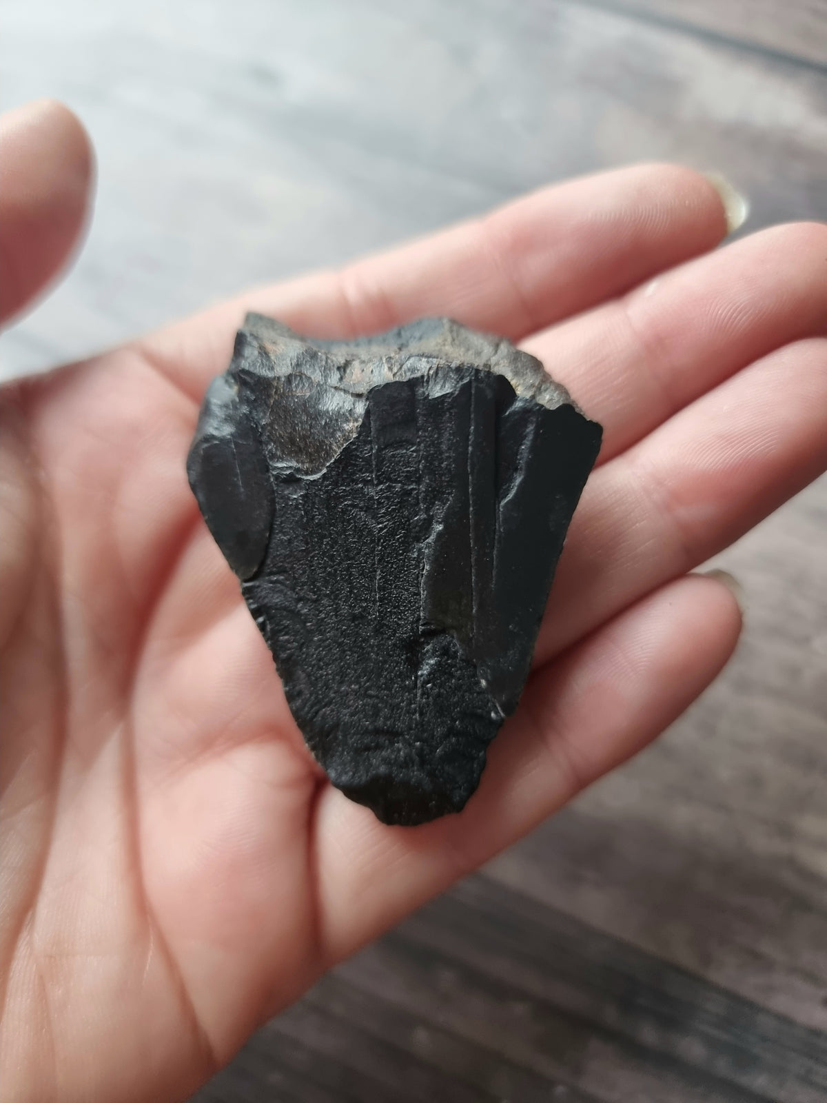 Large Megalodon Tooth Shard #5