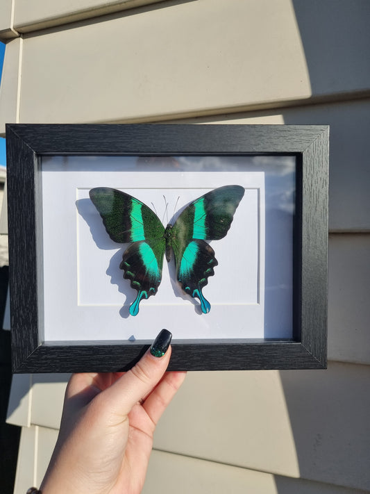 Framed Butterfly #2