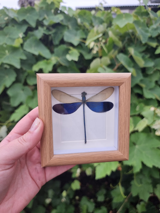 Mini Framed Dragonfly #1