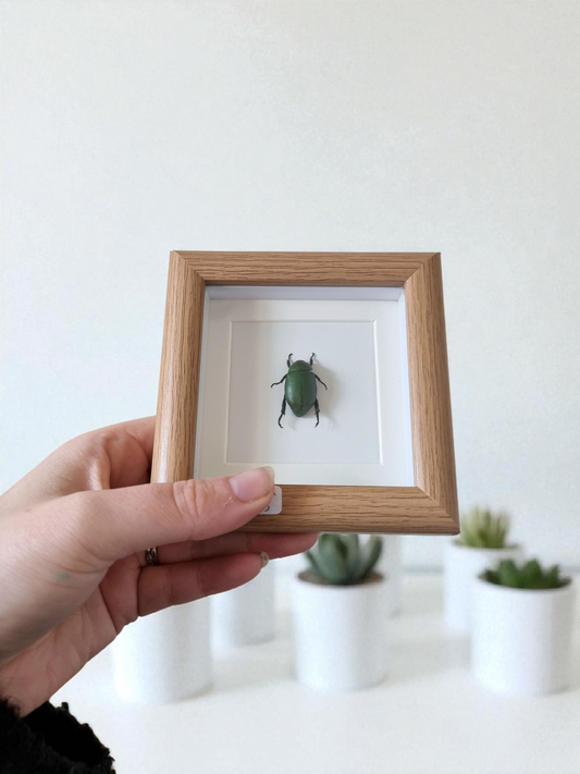 Mini Framed Beetle #7