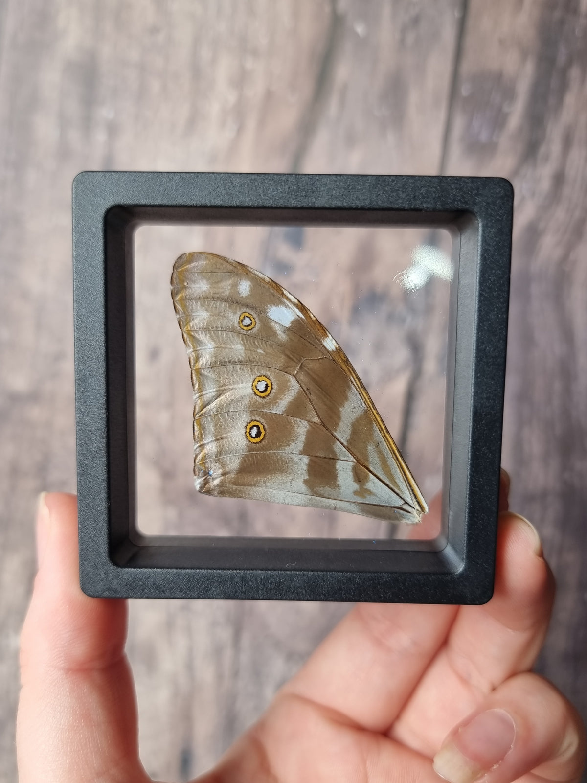 Morpho Adonis  Butterfly Wing Floating Frame