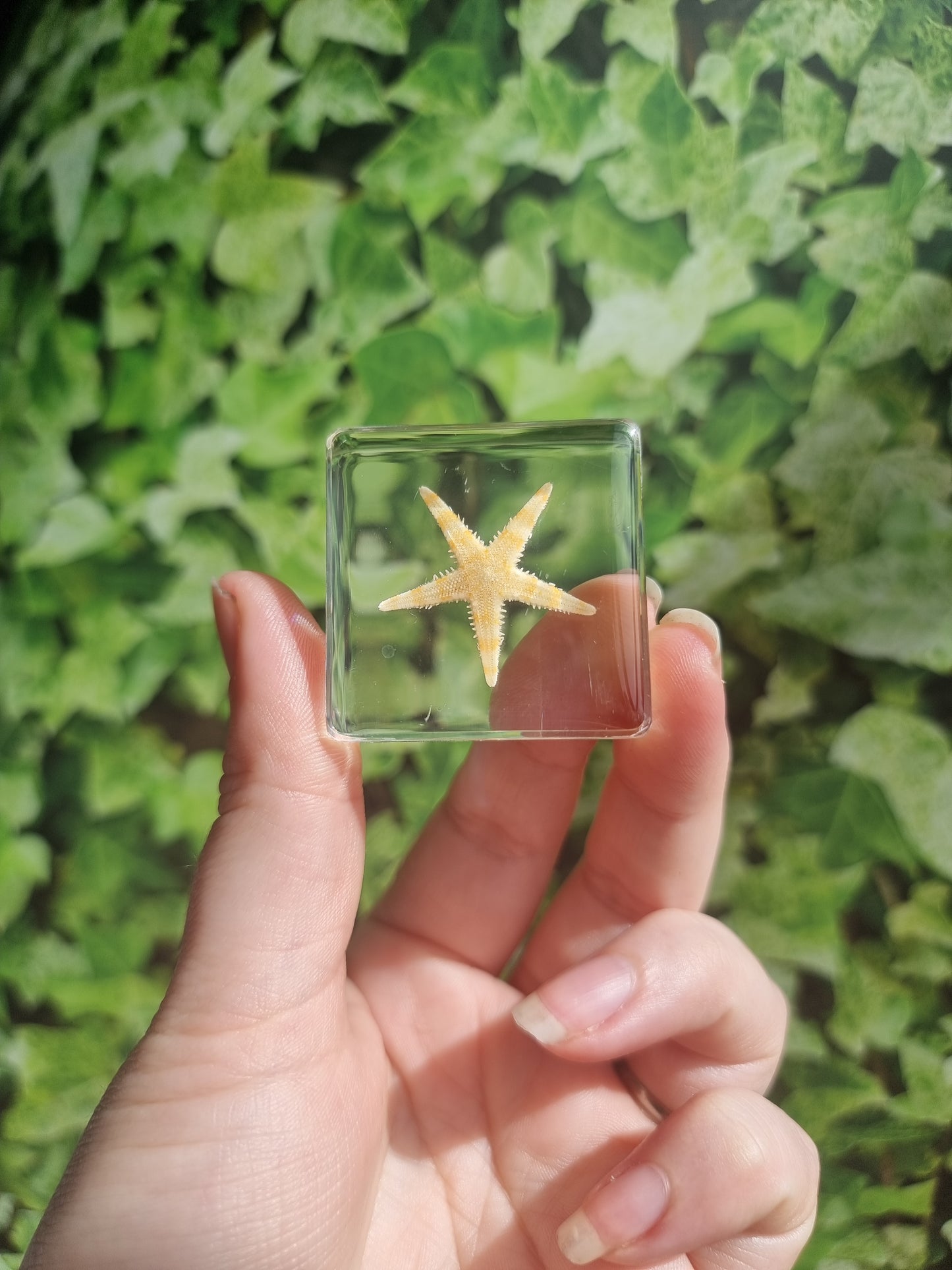 Starfish In Reisn