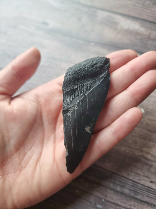Large Megalodon Tooth Shard #6
