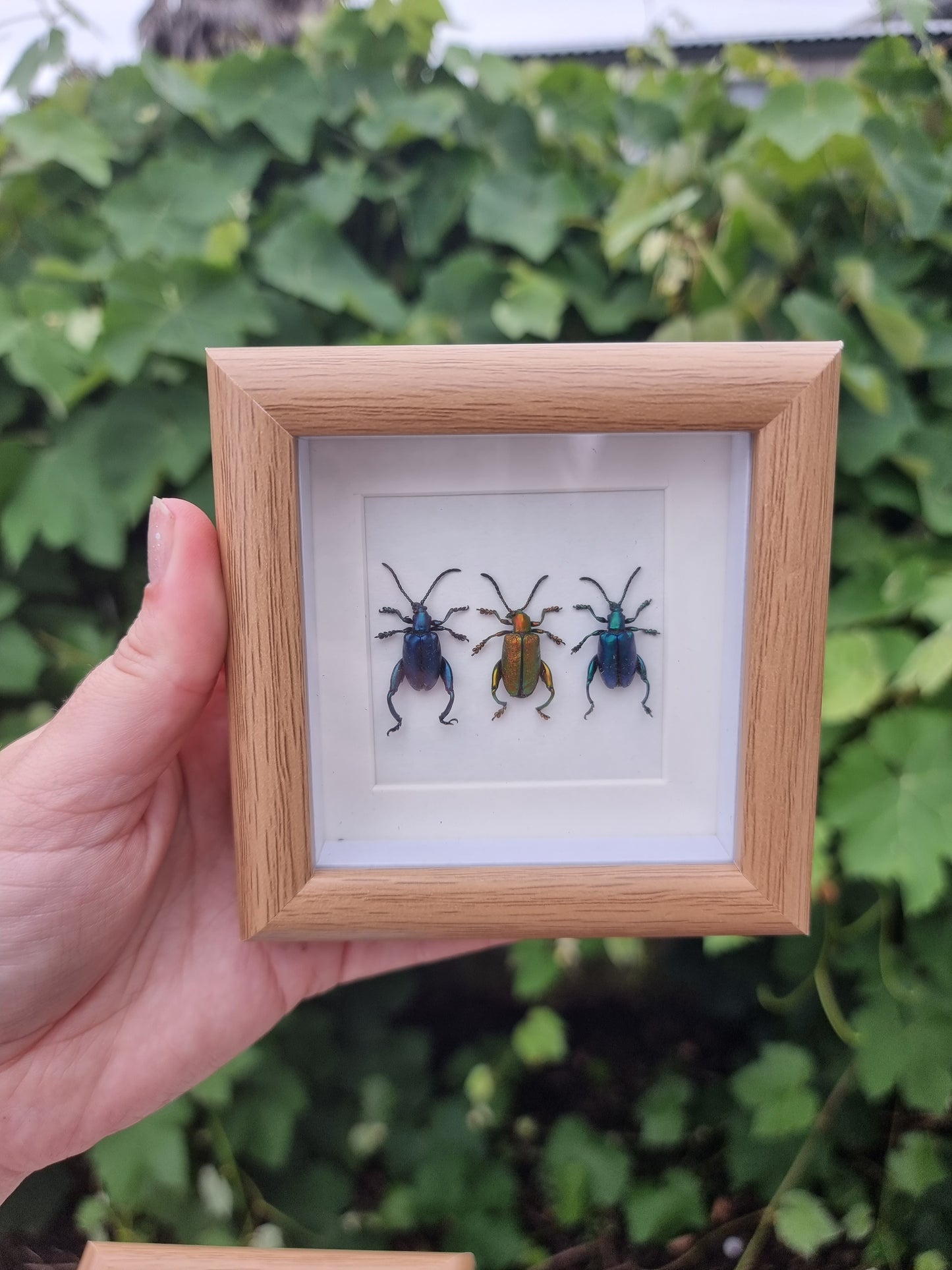 Mini Triple Framed Beetles