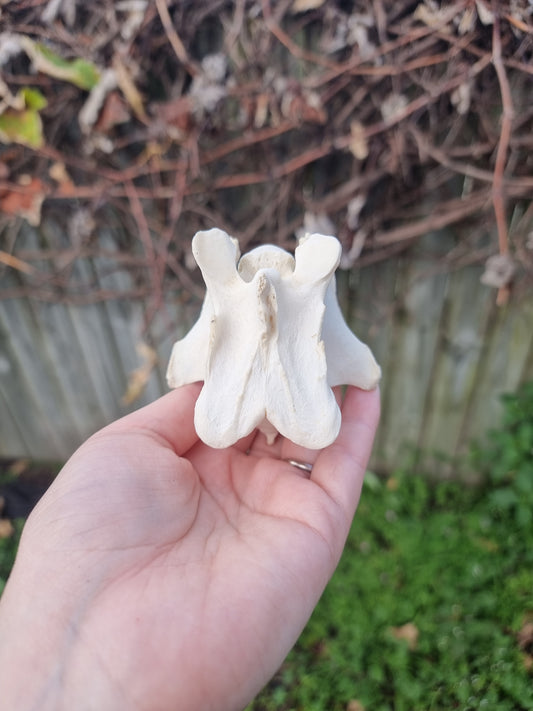 Deer Vertebrae Type 1