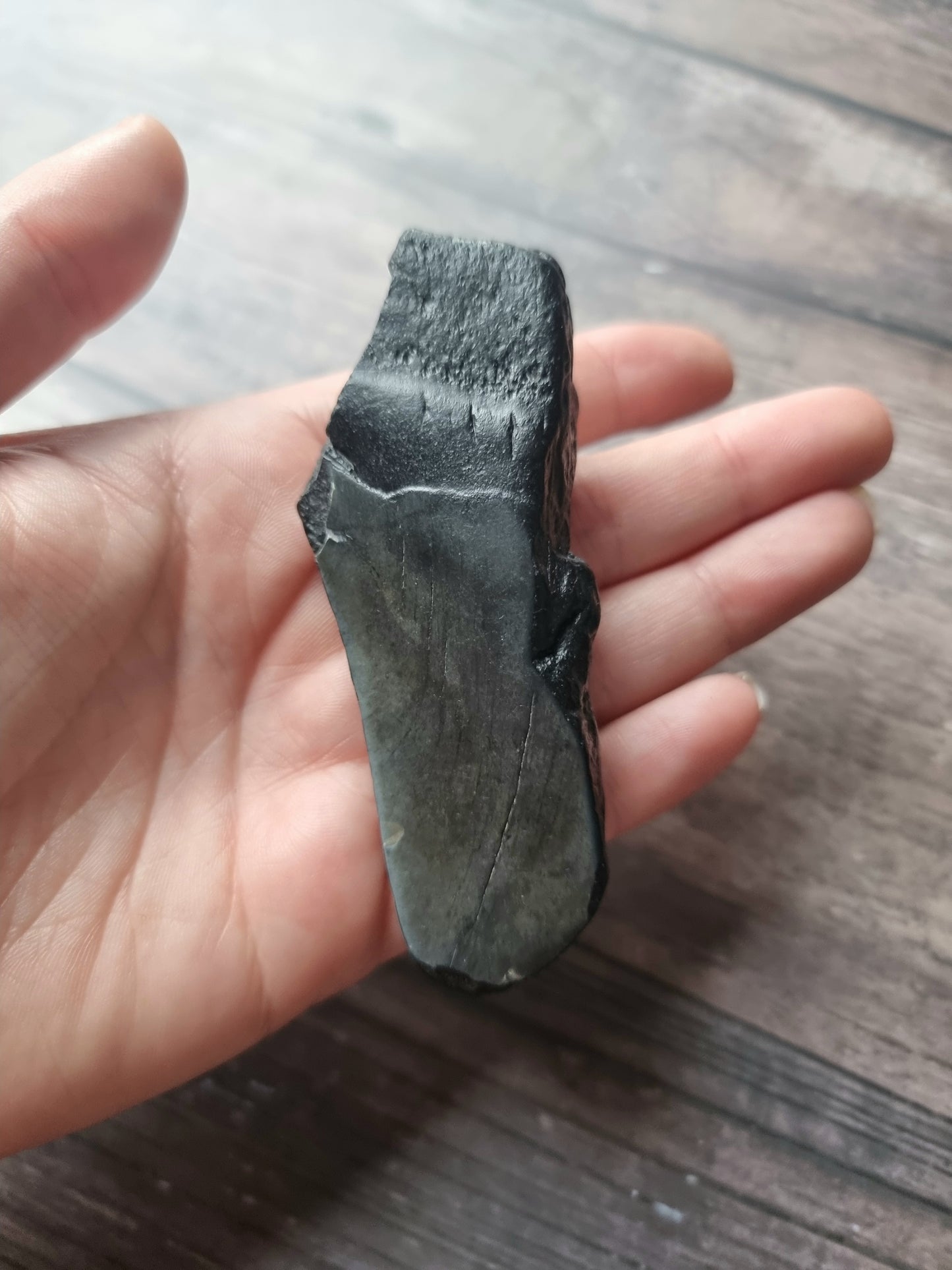 Large Megalodon Tooth Shard #3