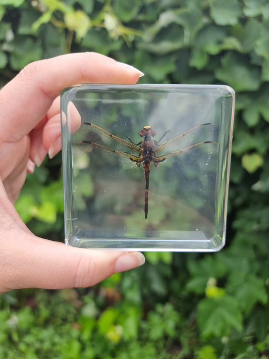 Dragonfly In Resin
