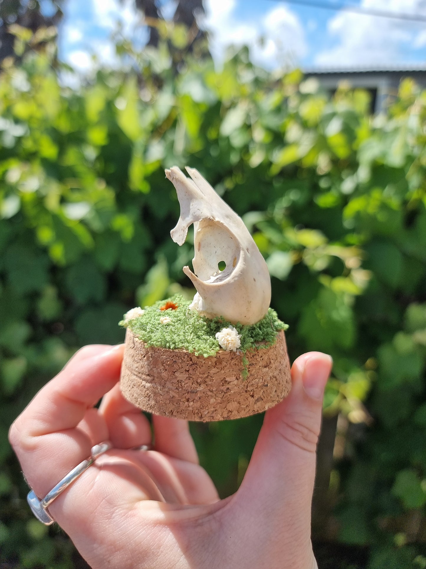 Partial Duck Skull Dome