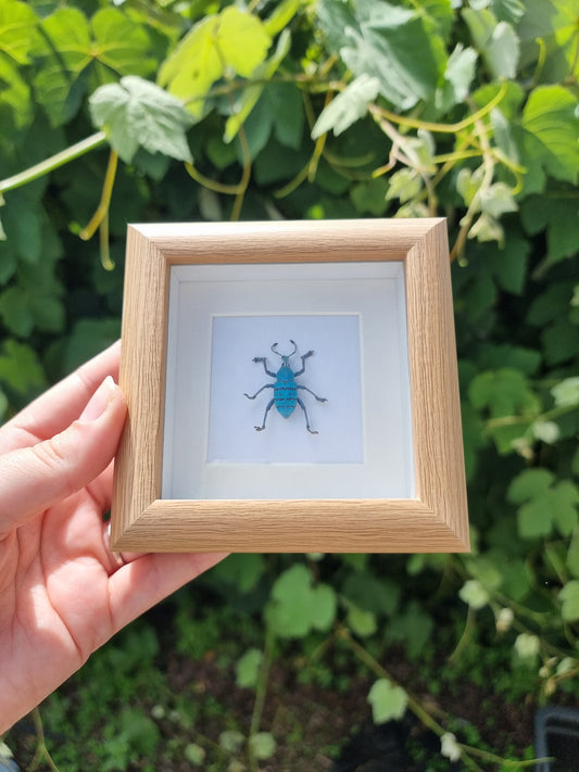 Mini Framed Weevil Beetle #2