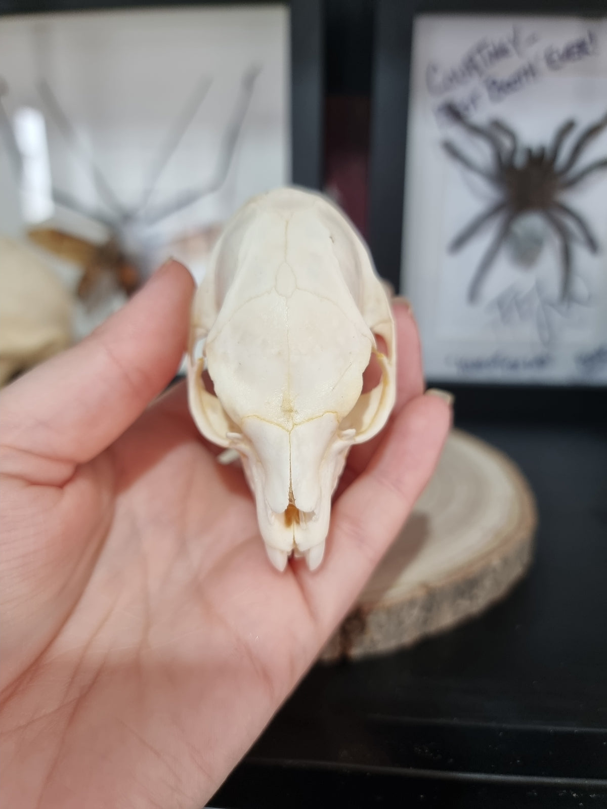 Rock Hyrax Skull #1