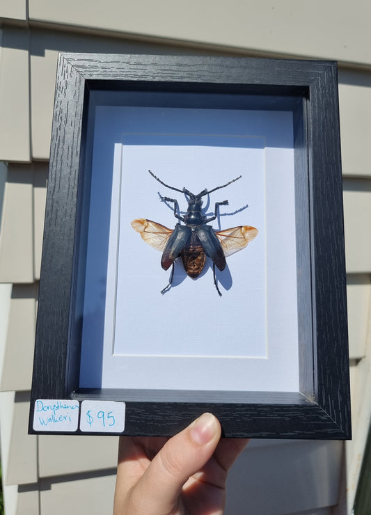 Framed Dorysthenes Walkeri Beetle