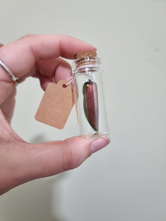 Giant Jewel Beetle Wing Medium Jar