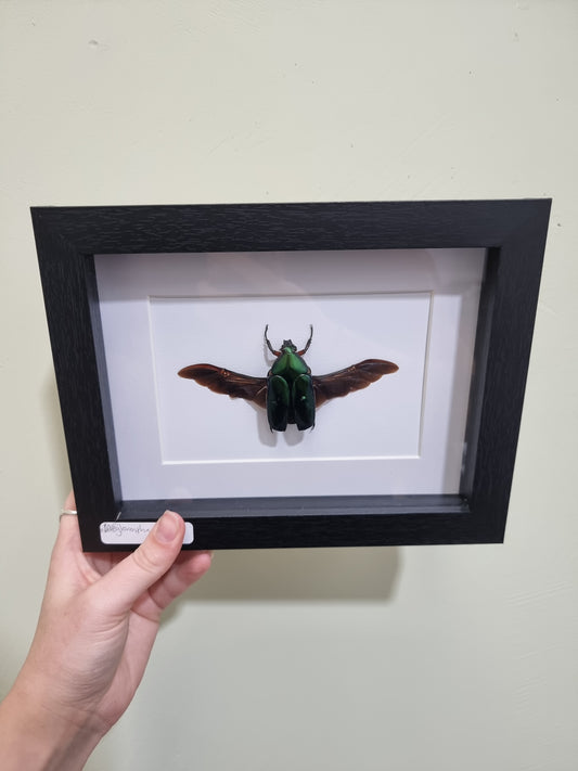 Framed Green Scarab Beetle