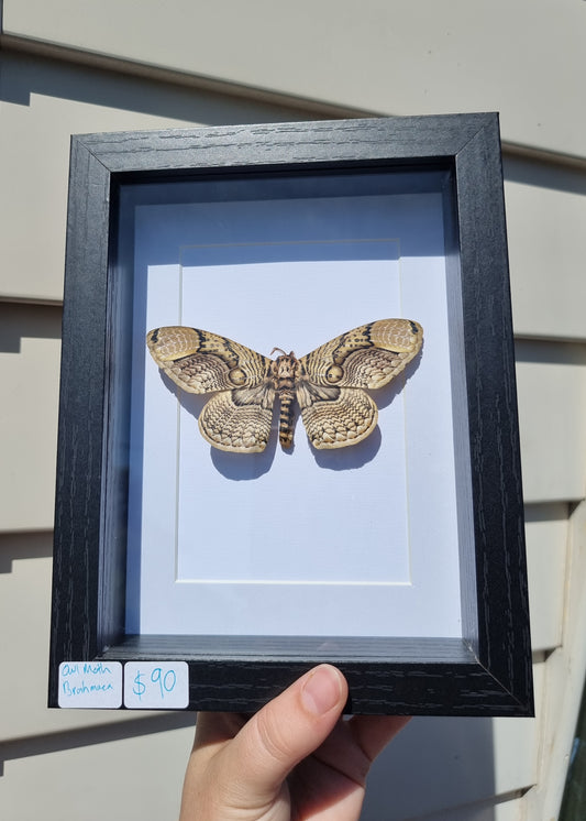 Framed Owl Moth