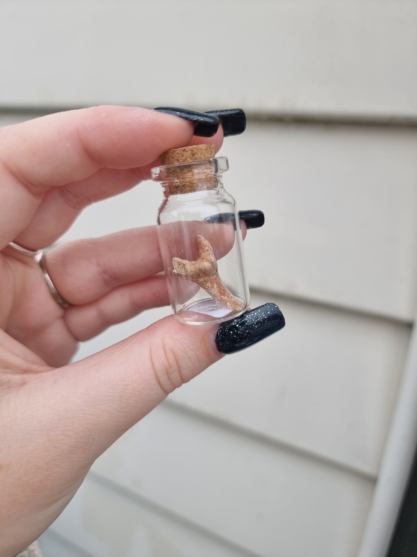 Small Single Shark Tooth Jar