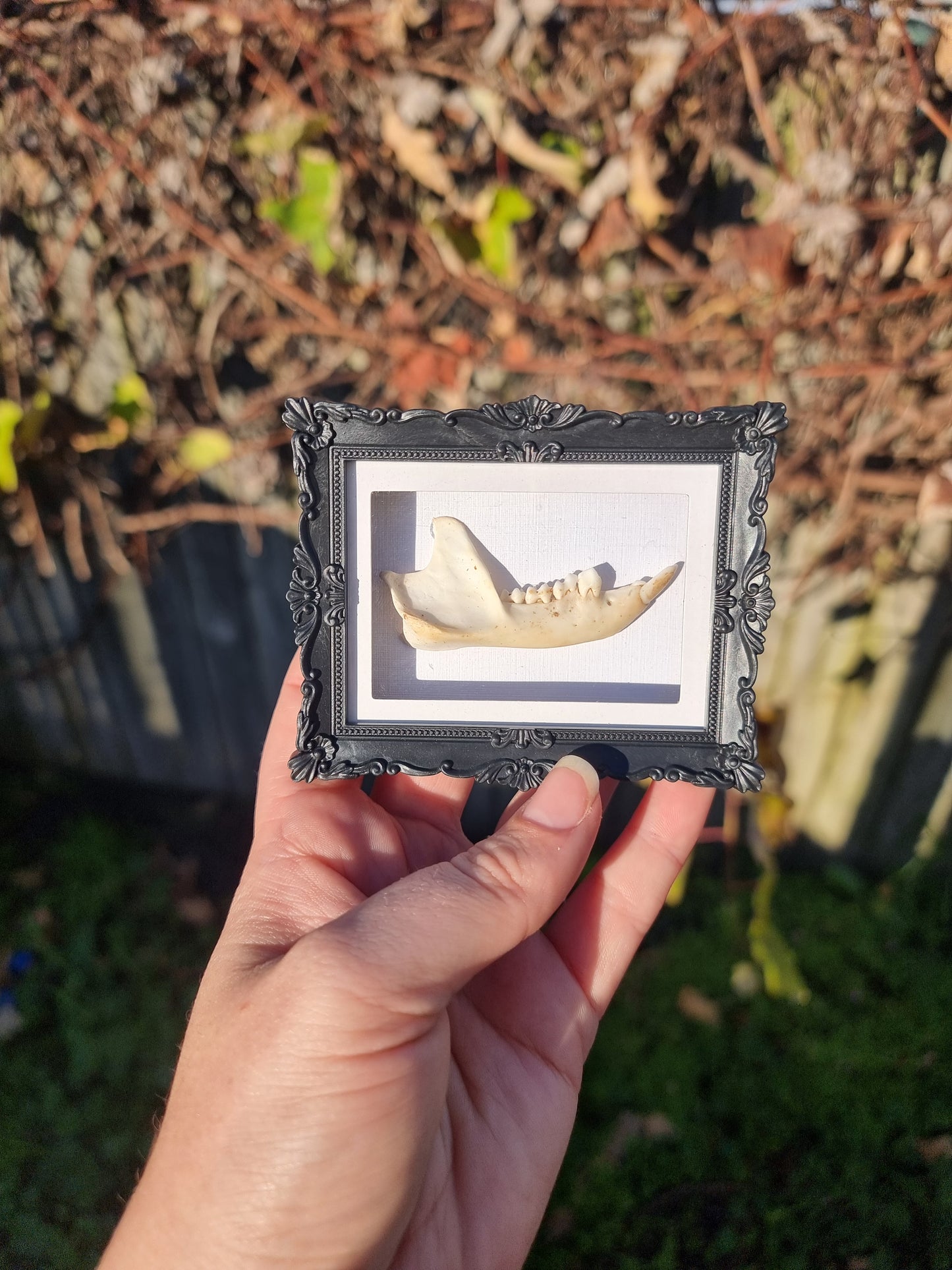 Mini Magnet Framed Possum Jaw #2