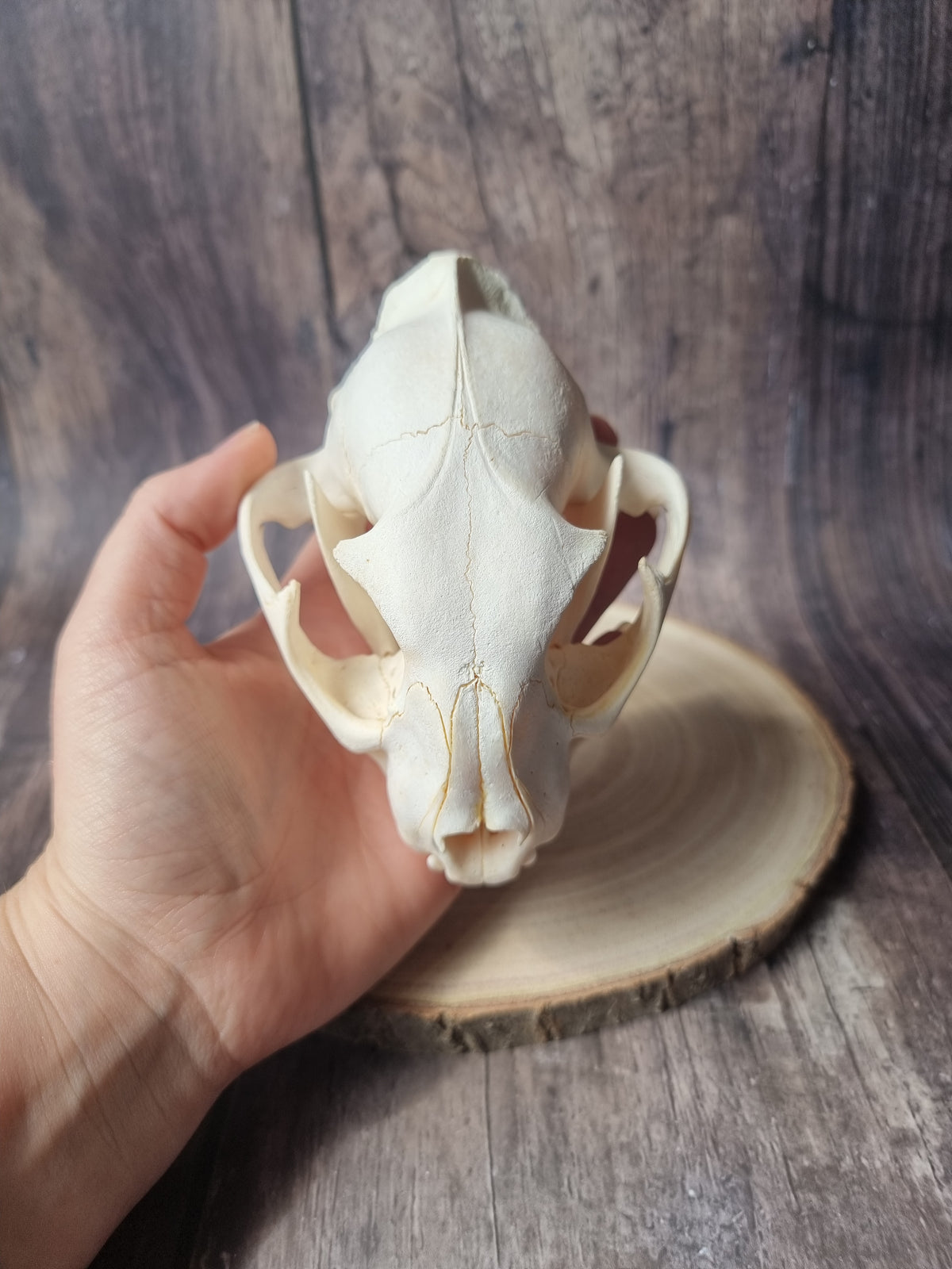 Caracal Skull #1