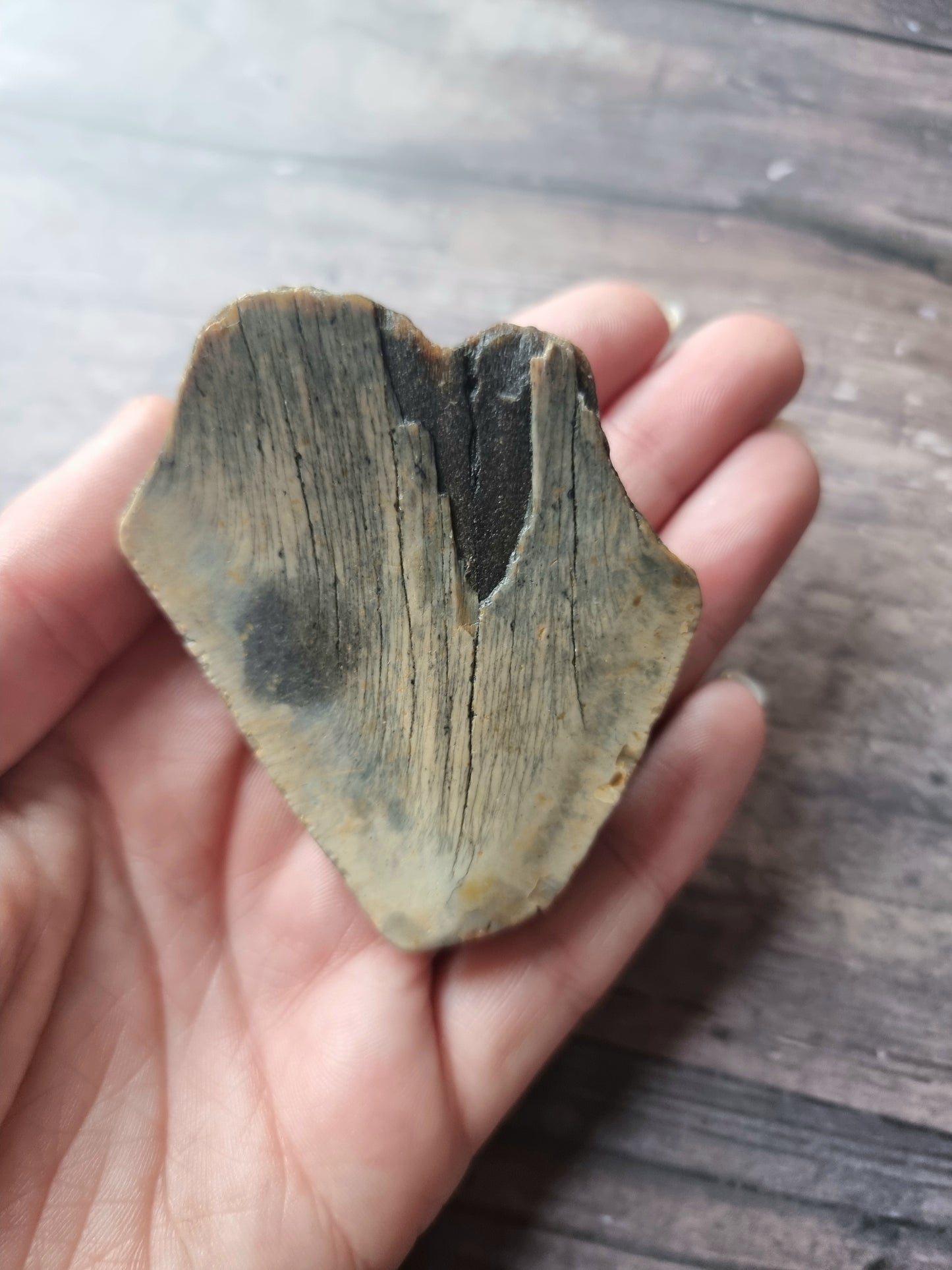 Large Megalodon Tooth Shard #2
