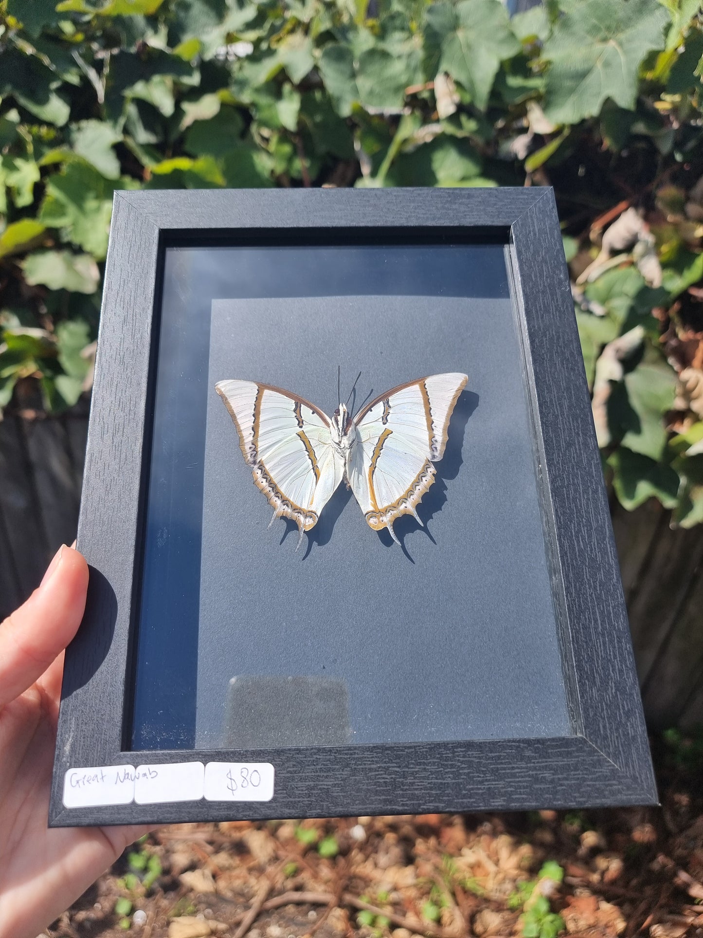 Framed Great Nawab Butterfly Black