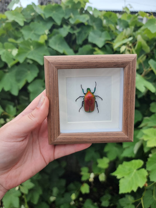 Mini Framed Beetle #6