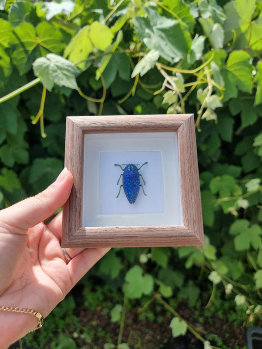 Mini Framed Blue Jewel Beetle